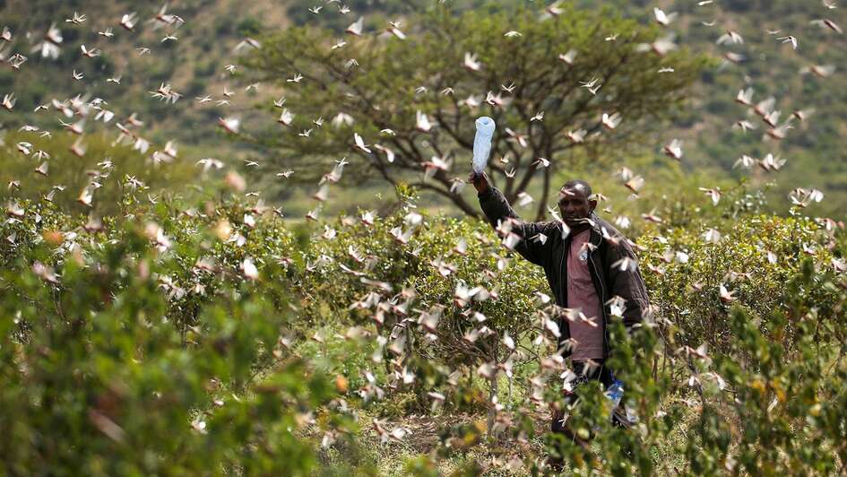 Ein Mann mit einer Plastikflasche in der Hand. Um ihn herum fliegen Heuschrecken. Der Mann versucht, sie mit der Plastikflasche zu vertreiben.
