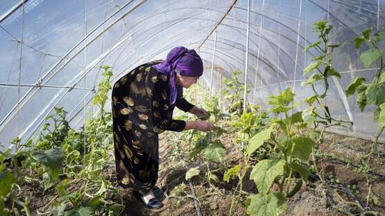 Eine Frau in einem Gewächshaus bei der Kürbisernte in Tadschikistan.