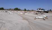 Verendetes Vieh am Boden, im Hintergrund ein parkender Jeep.