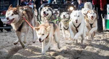 Hunde beim Schlittehunderennen.