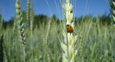 Eine Ähre auf der ein Marienkäfer sitzt. Die Käfer werden zur Dezimierung von Blattläusen in der Landwirtschaft eingesetzt.