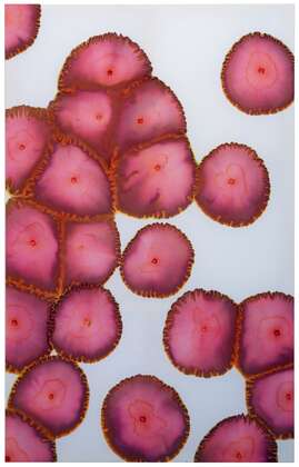 Pigment und Wasser auf Baumwolle von Stephanie Lüning: collectivity painting no. VI, 2018