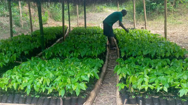 Ein Mann schaut sich kleine Setzlinge an.