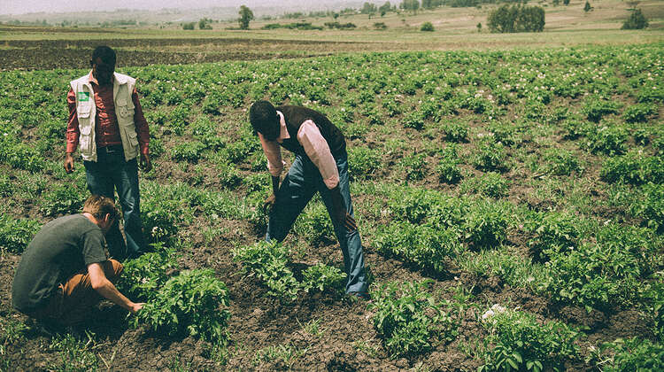 Clueso und die beiden Teshomes im Zwiebelfeld © Christoph Köstlin Clueso und die beiden Teshomes im Zwiebelfeld © Christoph Köstlin