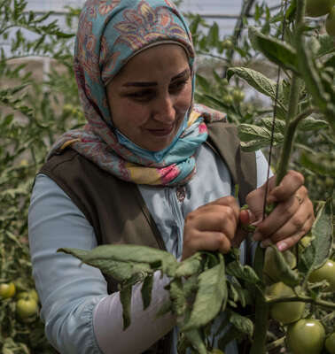 Eine Frau umgeben von grünen Pflanzen. Sie befestigt eine Tomatenpflanze.