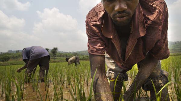 Ruanda 2014, Feldarbeiter auf den Reisfeldern.