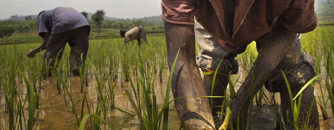 Ruanda 2014, Feldarbeiter auf den Reisfeldern.