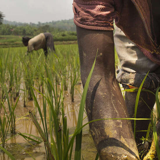 Ruanda 2014, Feldarbeiter auf den Reisfeldern.