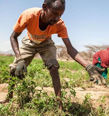 Gemüseanbau in Somaliland