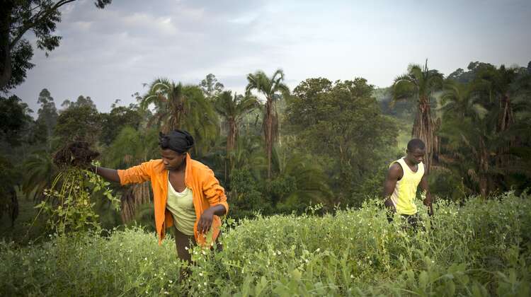 Bäuer*innen in Uganda bestellen das Feld. 