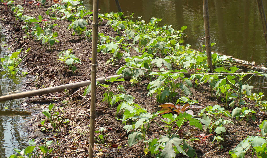 Ihre Hilfe für Bangladesch wird zum Beispiel genutzt, um schwimmende Gärten zu installieren - Bild: Ein schwimmendes Beet.