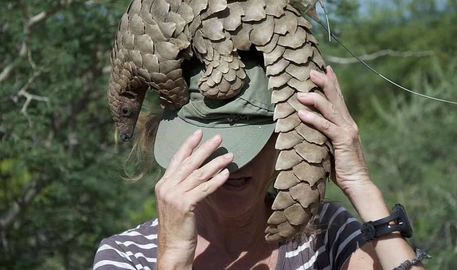 Ein Pangolin, Namibia.