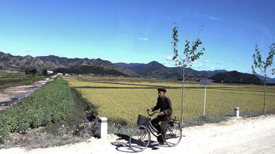 Eine Frau fährt mit ihrem Fahrrad vorbei an Feldern.