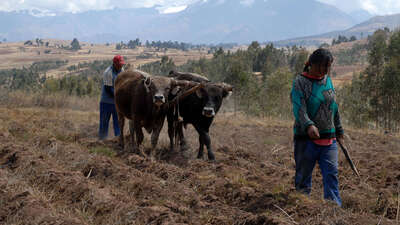 Feldarbeit mit Kühen und Pflug, Peru. 