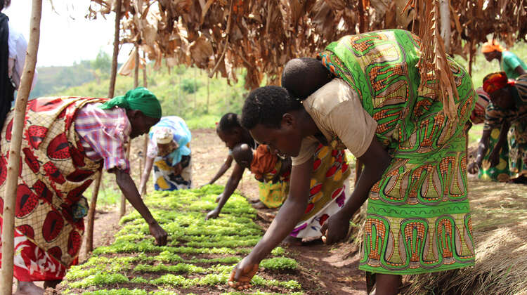 Frauen arbeiten auf dem Feld