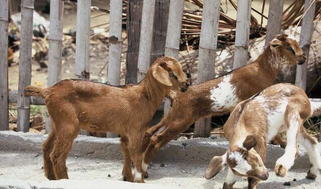 Kleine Ziegen vor Zaun, Indien, 2020.