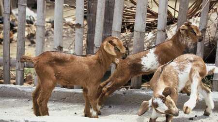 Kleine Ziegen vor Zaun, Indien, 2020.