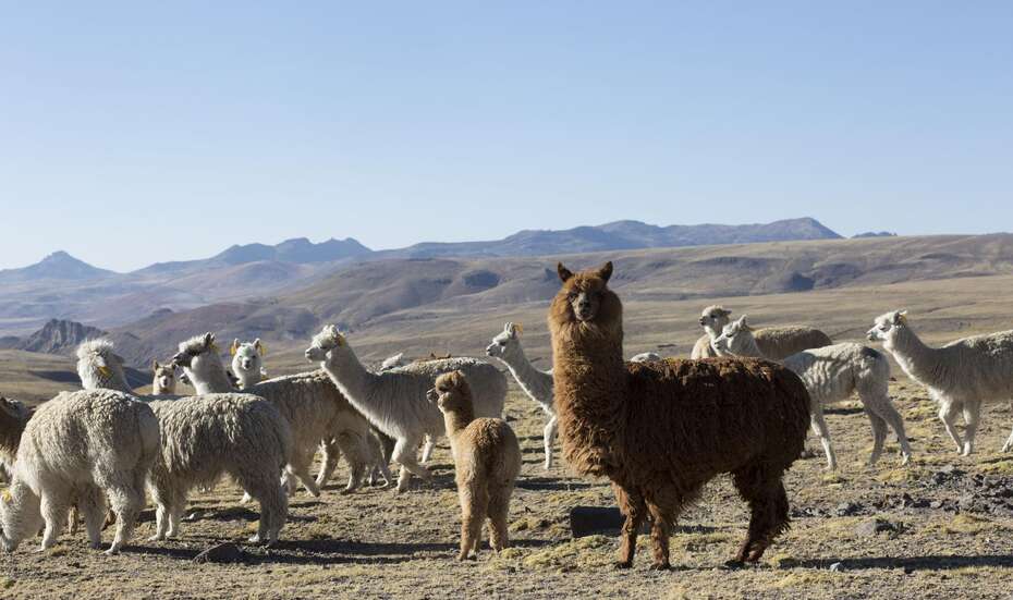 Alpakas auf einer Weide.