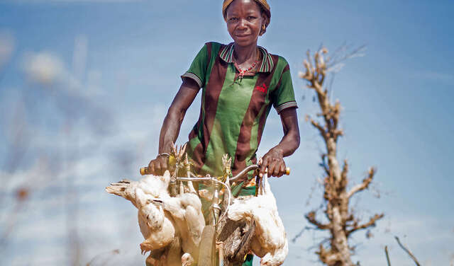 Eine Frau fährt auf einem Fahrrad und hat Hühner im Gepäck.
