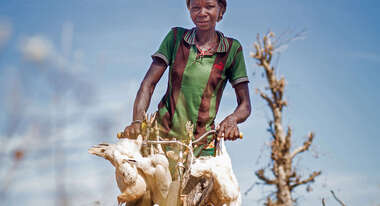 Eine Frau fährt auf einem Fahrrad und hat Hühner im Gepäck.