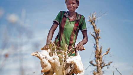 Eine Frau fährt auf einem Fahrrad und hat Hühner im Gepäck.