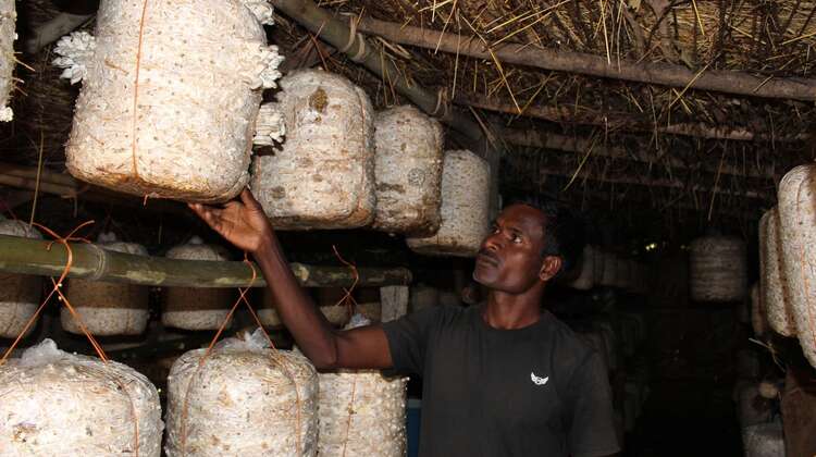 Guru Macha steht zwischen Beuteln mit Pilzen aus seiner Zucht, Malkangiri, Indien, 2023