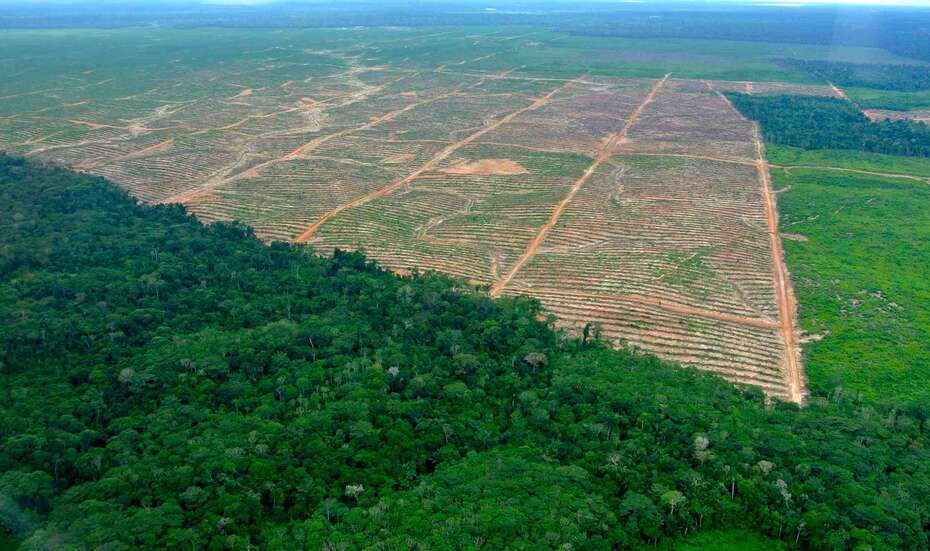 Peru Regenwald Rodung