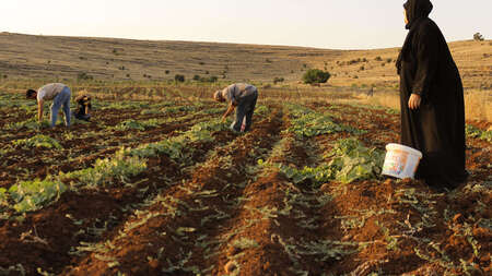 Syrische Flüchtlinge auf einem Gurkenfeld in Mardin, Türkei. 