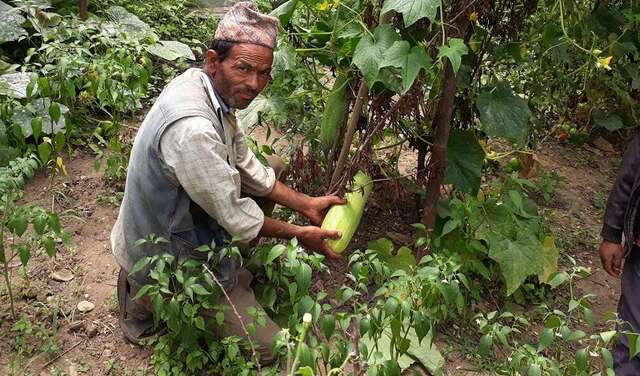 Nachhaltiger Garten: Ein Mann kniet im Gewächshaus und hält eine Zucchini in der Hand.