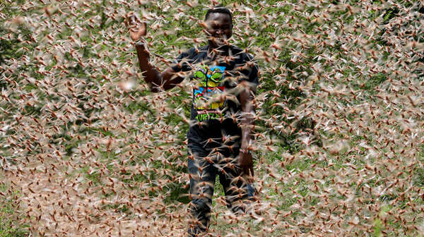 Ein Mann wird halb verdeckt von einem Heuschreckenschwarm, er schaut angestrengt.