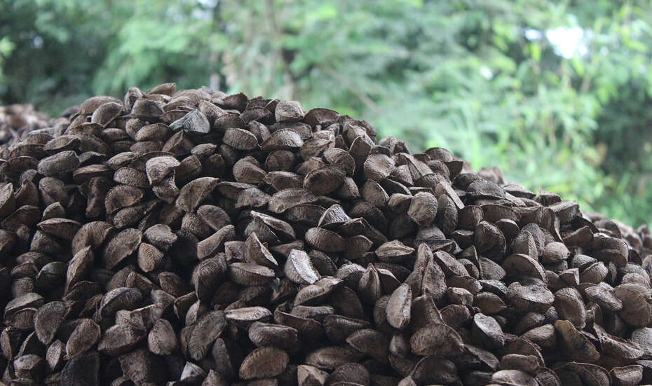 Paranüsse werden auch als das wahre Gold der Madre de Dios Region bezeichnet, Peru 2022.