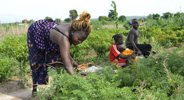 Frauen bei Feldarbeit
