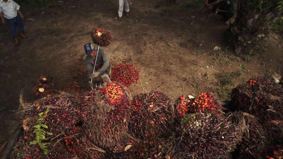 Menschen bei der Palmöl-Ernte.