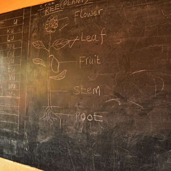 Eine gezeichnete Blume auf einer Schultafel.