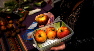 Lebensmittelverschwendung stoppen. Bild: Eine Frischhaltebox mit drei Äpfeln.