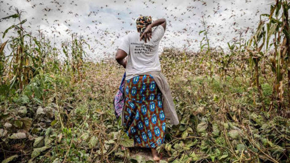 Eine Frau steht mit dem Rücken zur Kamera, Heuschrecken schwirren um sie herum.