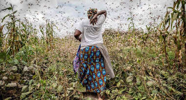 Eine Frau steht mit dem Rücken zur Kamera, Heuschrecken schwirren um sie herum.