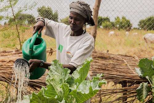 Eine Frau kümmert sich im Rahmen eines Ernaehrungssicherungs-Projekt in Ganyiel (Süd Sudan) um einen Garten. 