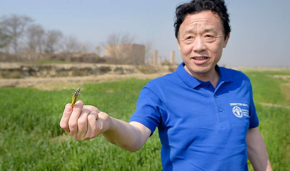 Heuschrecken-FAO-Direktor-Pakistan-2020.