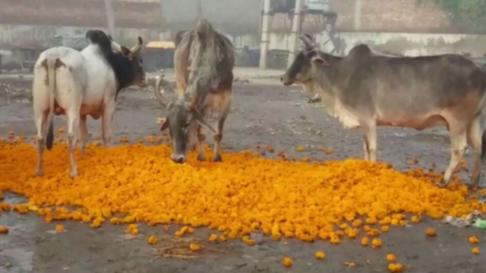 corona_flowers_feed_India_2020.