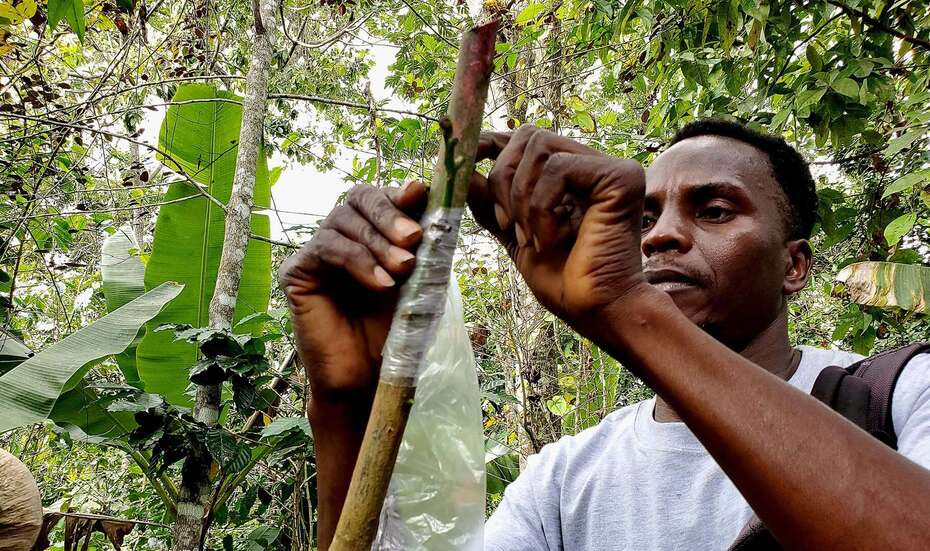 Mann arbeitet im Wald