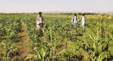 Drei Bauern stehen auf einem Feld.