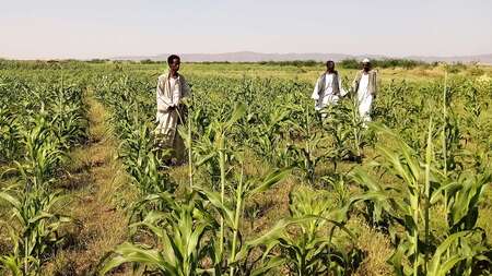 Drei Bauern stehen auf einem Feld.