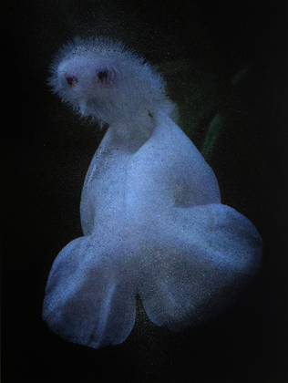 Pigment Print & Lack von Anna Vogel: Poison IV, 2018