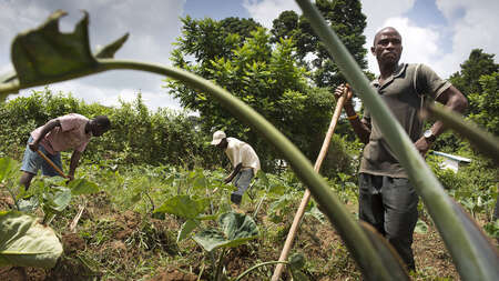 Bewohner der Ortschaft Boe Town, Liberia, beim Aussähen von Saatgut.