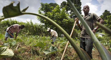 Bewohner der Ortschaft Boe Town, Liberia, beim Aussähen von Saatgut.