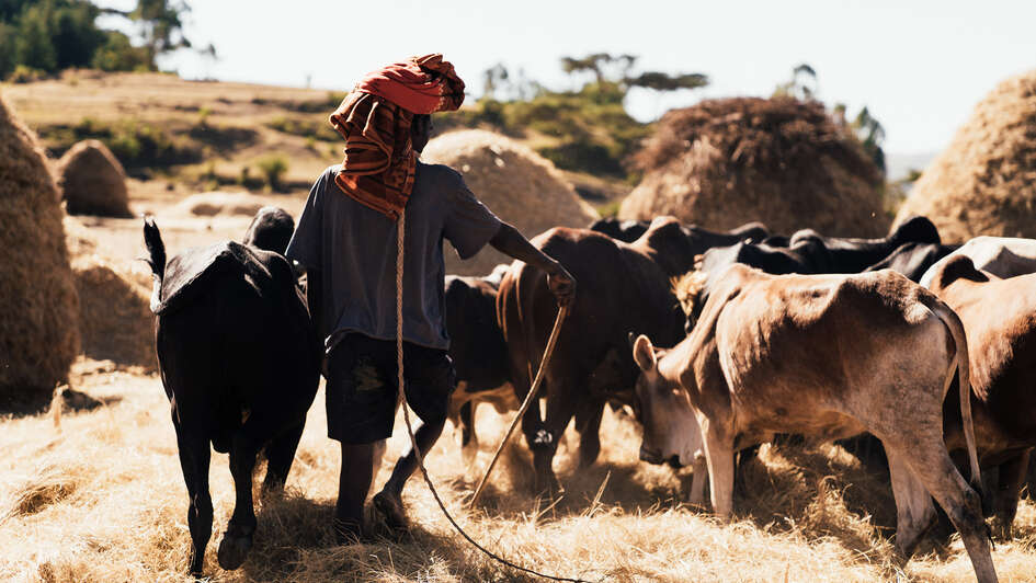 Ein Viehhirte führt seine Herde über ein Feld, Äthiopien 2020. 