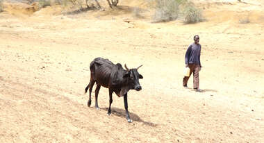 Ein Bauer und eine Kuh suchen nach Wasser, Kenia 2021. 