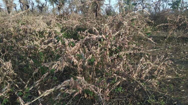 heuschreckenplage-auf-pflanzen-in-jhansi-indien-2020.