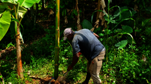 Hilfe für Haiti: Ein Mann arbeitet bei einer Granadilla-Pflanzung in Haiti.